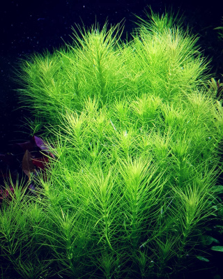 Погостемон Эректус, шт